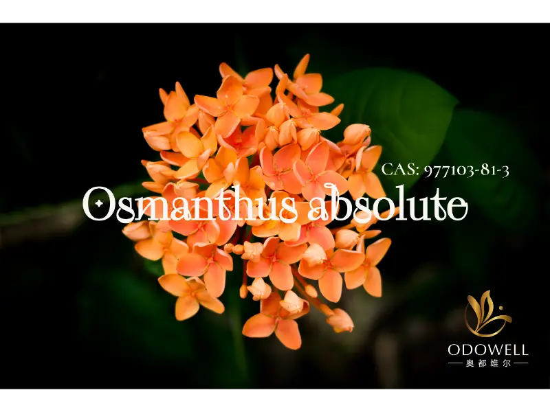 Osmanthus Absolute – ODOWELLs natürliche Signatur für elegante orientalische Blumen